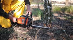 Best Pest Control for Lawns  in Loving, NM