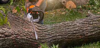 Best Lawn Watering Services  in Loving, NM