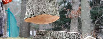 Best Firewood Processing and Delivery  in Loving, NM