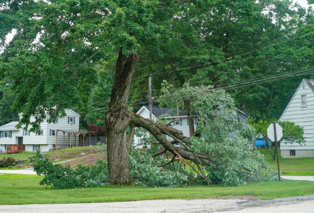 Best Storm Damage Tree Cleanup  in Loving, NM