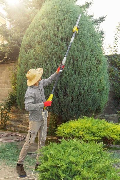 Best Lawn Grading and Leveling  in Loving, NM