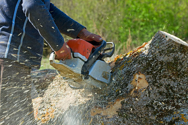 Best Tree Disease Treatment  in Loving, NM